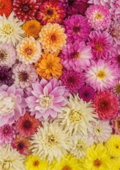 Piatnik Puzzle Dahlien 1000 Teile