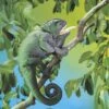 Folkmanis Handpuppe Chamäleon / Chameleon -TONIES Verkäufe 76 2215 600x600