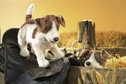 Folkmanis Handpuppe Jack Russell Terrier / Jack Russell Terrier -TONIES Verkäufe 76 2848 b 600x600