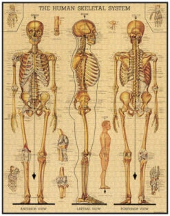 Cavallini & Co. Vintage Puzzle Skeletal System 1000 Teile 5 Cavallini & Co. Vintage Puzzle Skeletal System 1000 Teile -TONIES Verkäufe PZL SKL 600x600