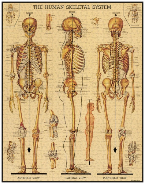 Cavallini & Co. Vintage Puzzle Skeletal System 1000 Teile 3 Cavallini & Co. Vintage Puzzle Skeletal System 1000 Teile – Bild 3